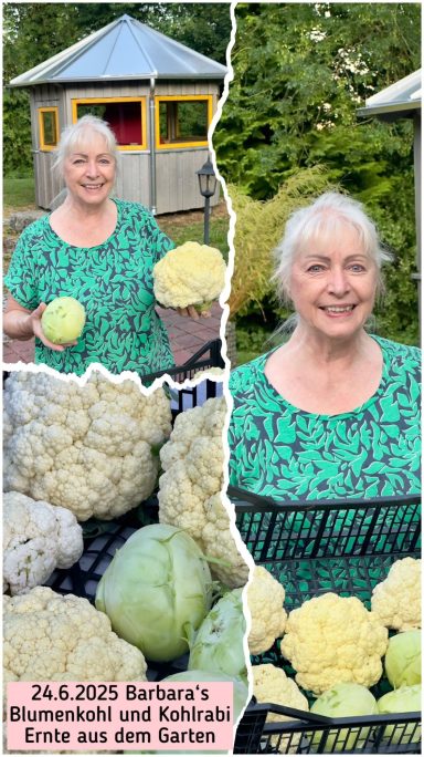 Blumenkohlernte - Foto (C) 2025 Dieter Rudolf