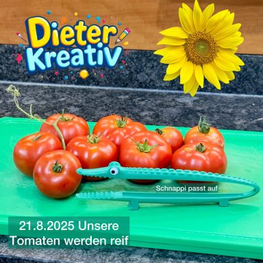 Tomatenernte - Foto (C) 2025 Dieter Rudolf