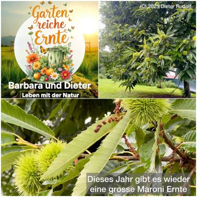Maronenernte in unserem Garten - Foto (C) 2025 Dieter Rudolf Maronenernte in unserem Garten